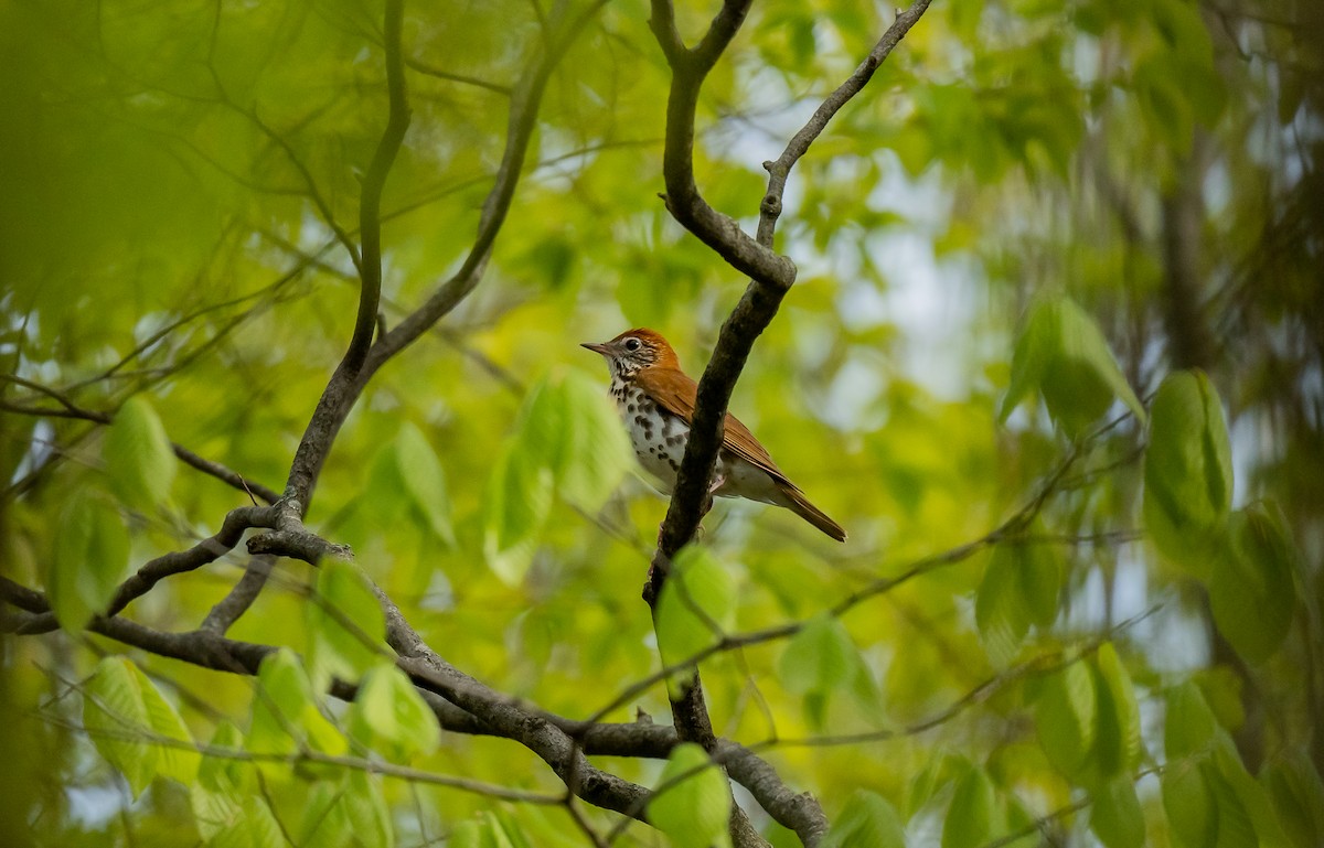 Wood Thrush - ismael chavez