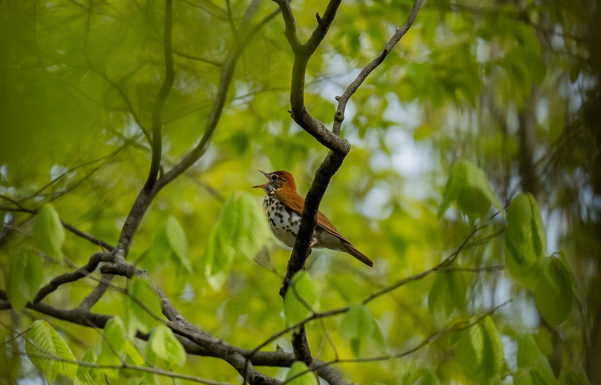 Wood Thrush - ismael chavez