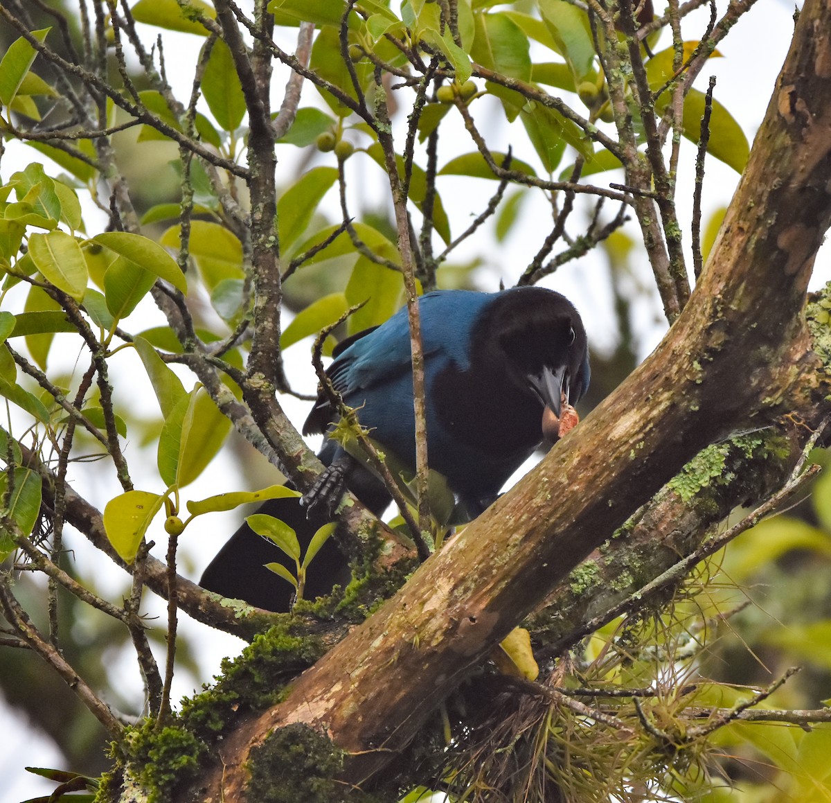 Azure Jay - Luiz Wittmann