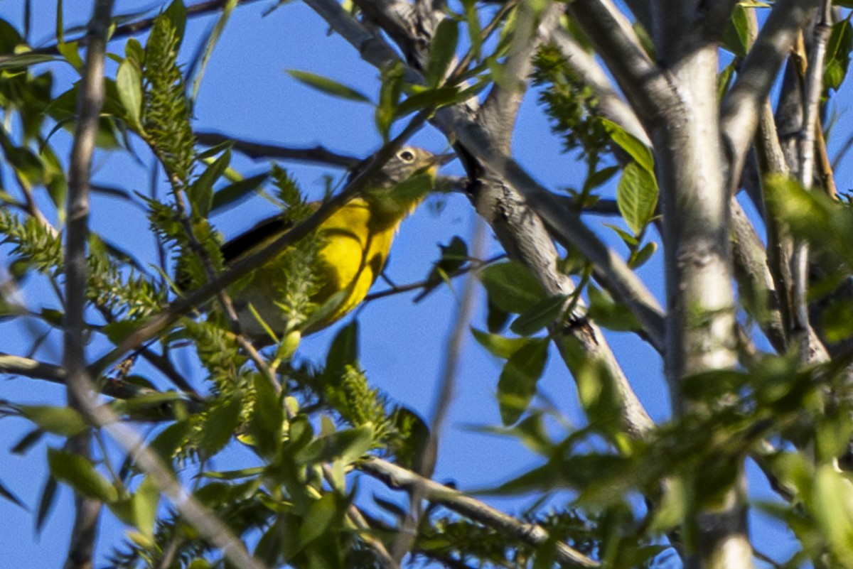 Nashville Warbler - Jef Blake