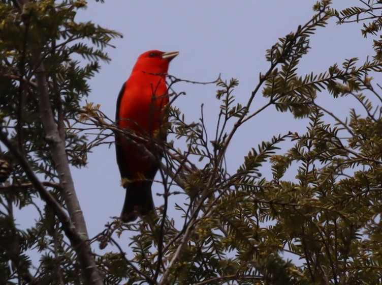 Scarlet Tanager - ML618854290