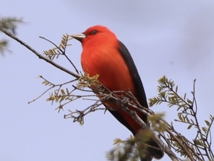 Scarlet Tanager - ML618854291