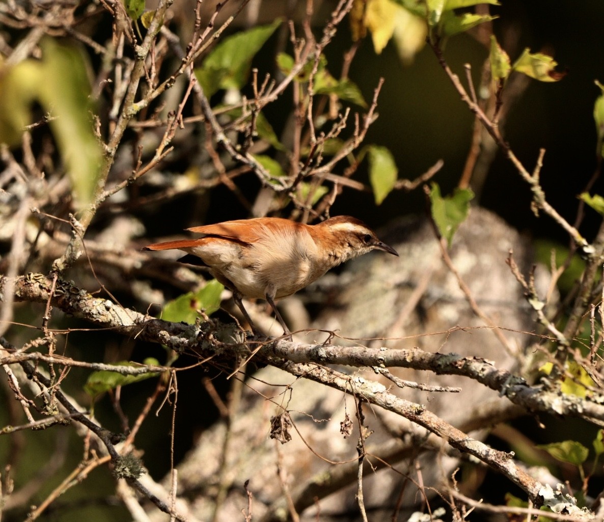 Wing-banded Hornero - Rubélio Souza