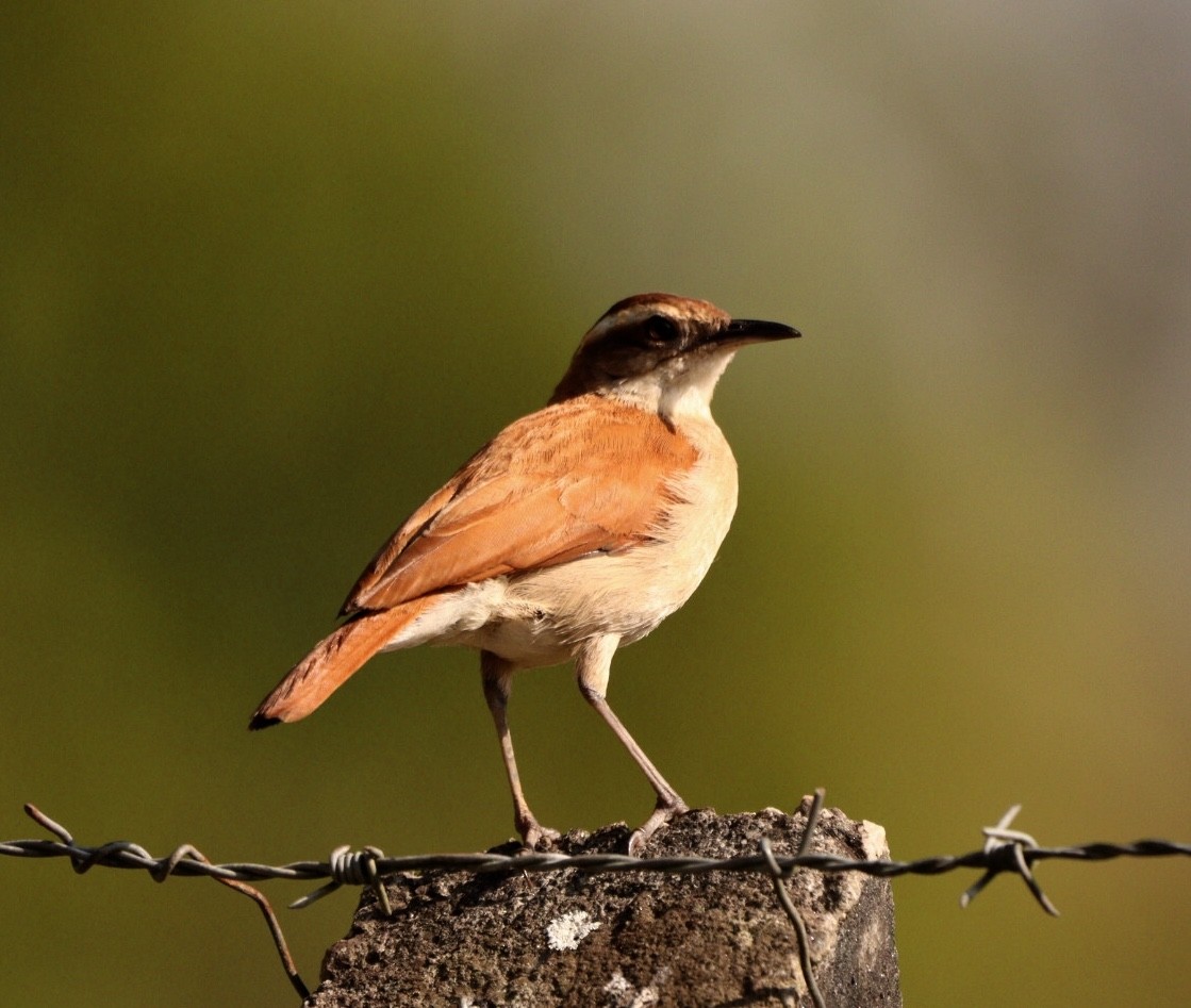 Wing-banded Hornero - Rubélio Souza