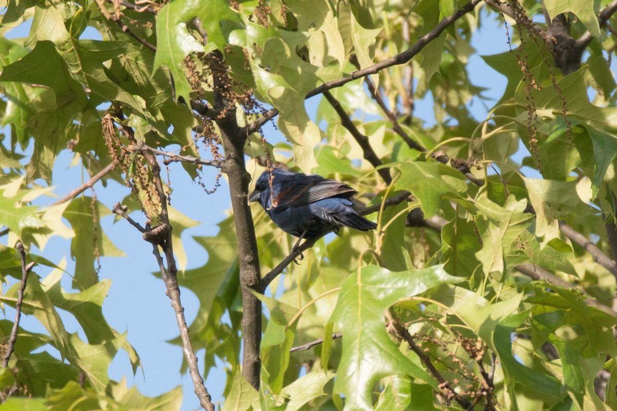 Blue Grosbeak - C  Thorn