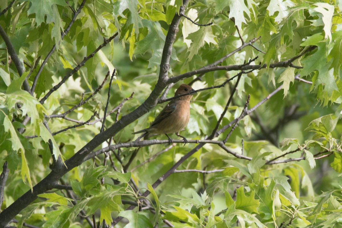 Blue Grosbeak - C  Thorn