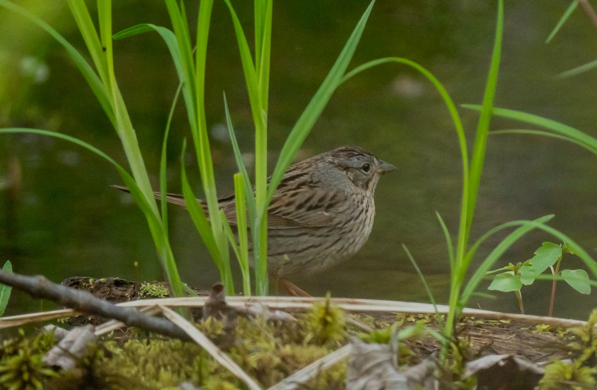 Lincoln's Sparrow - ismael chavez