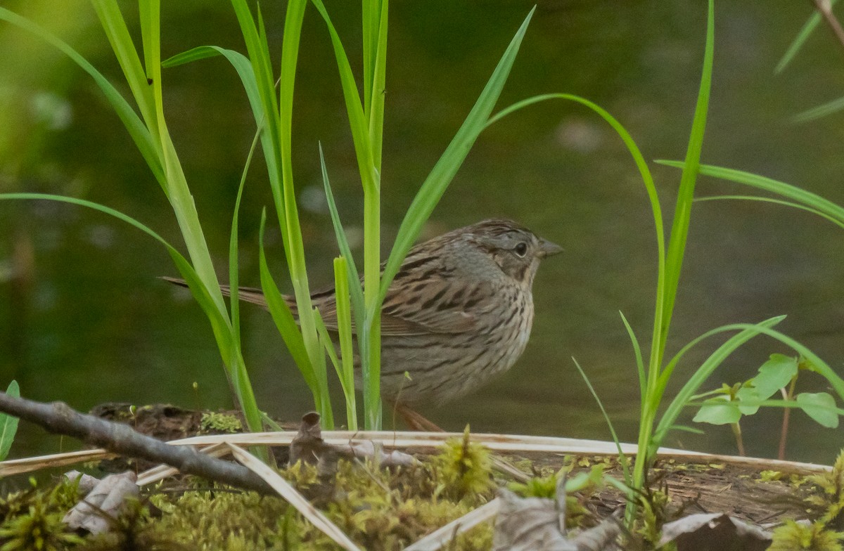 Lincoln's Sparrow - ismael chavez