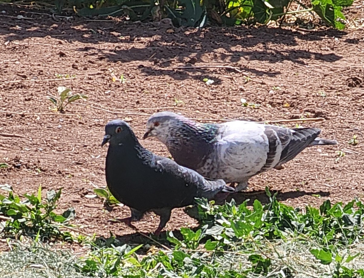 Rock Pigeon (Feral Pigeon) - Nancy Cox