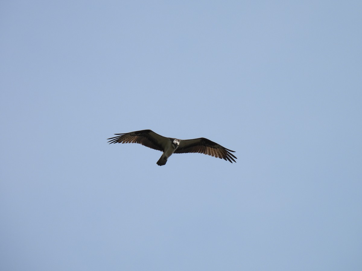 Águila Pescadora - ML618854309