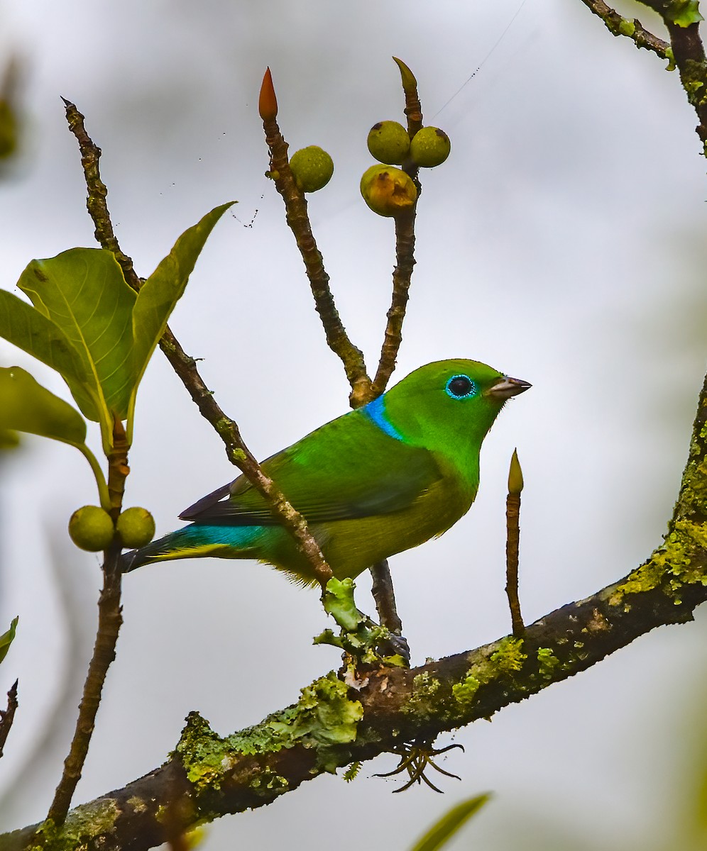 Blue-naped Chlorophonia - Luiz Wittmann