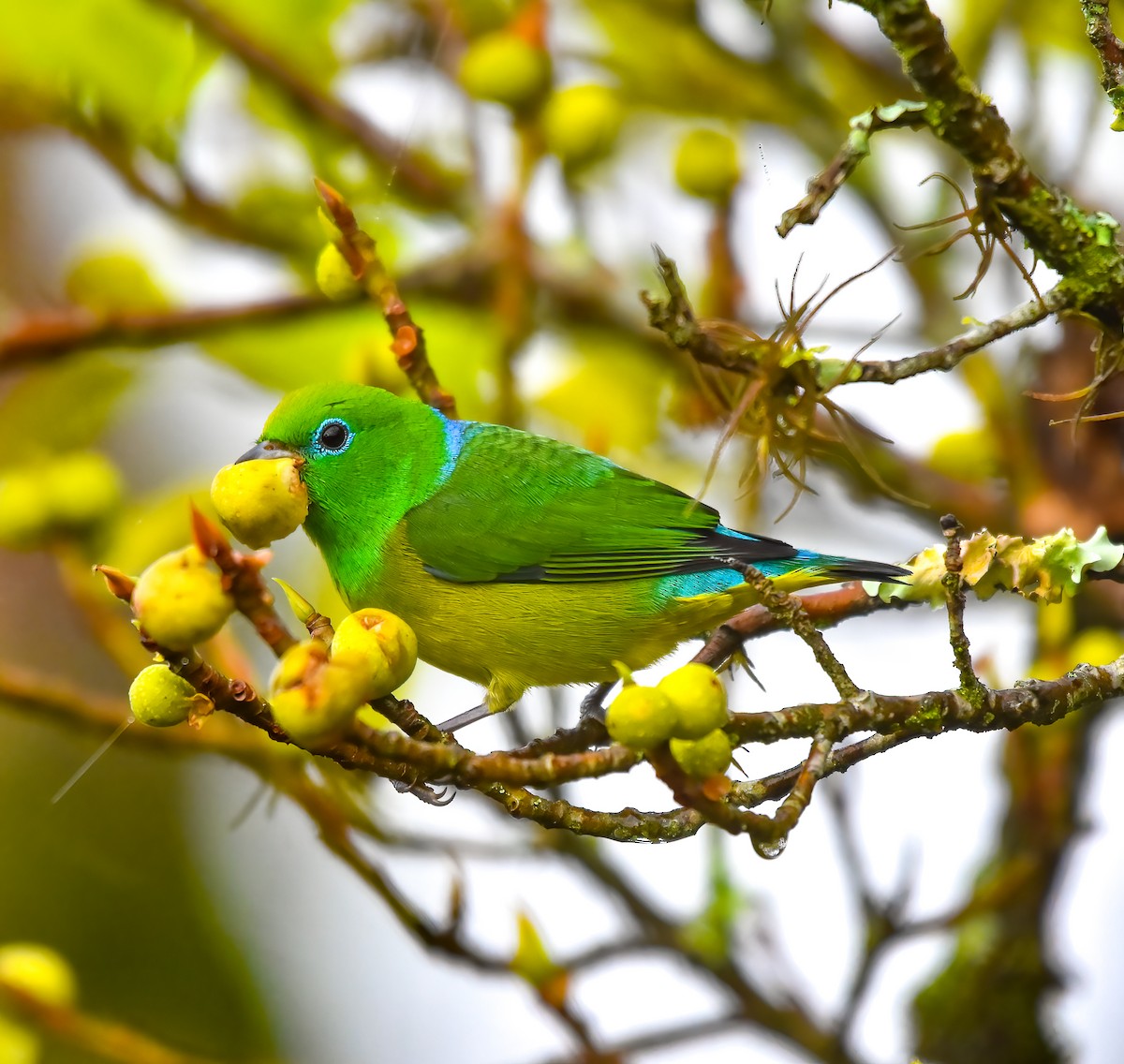 Blue-naped Chlorophonia - Luiz Wittmann