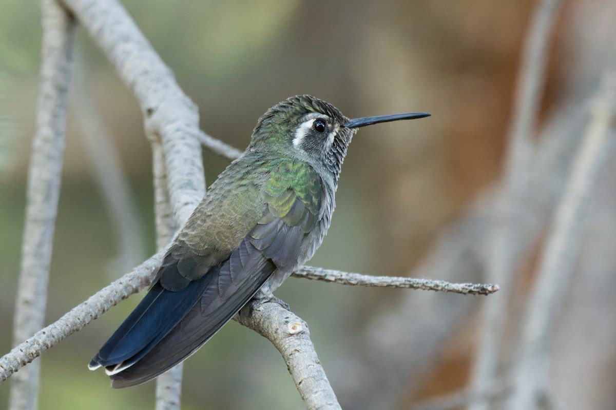 Blue-throated Mountain-gem - Lori Buhlman