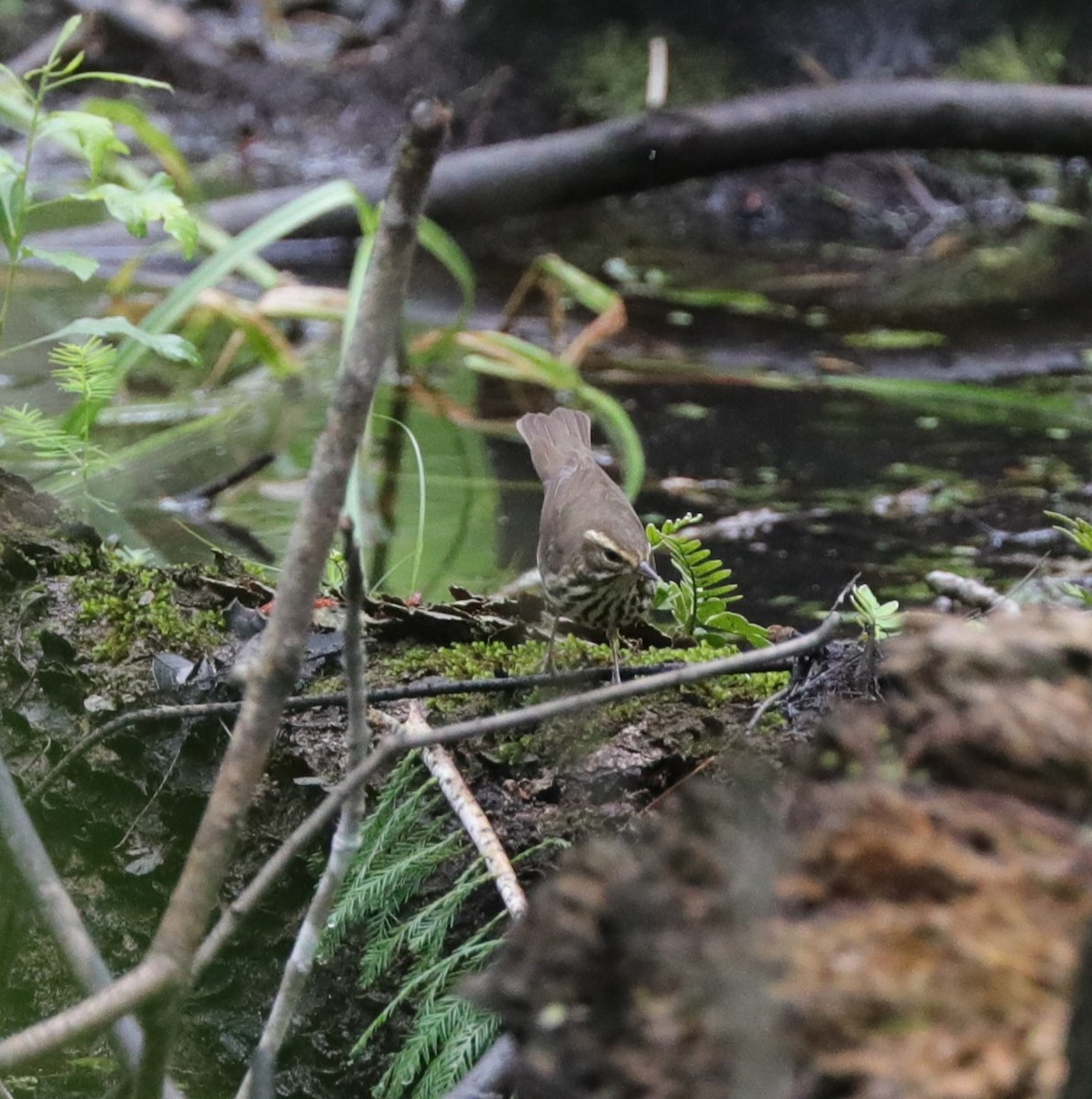 Northern Waterthrush - Laurel Barnhill