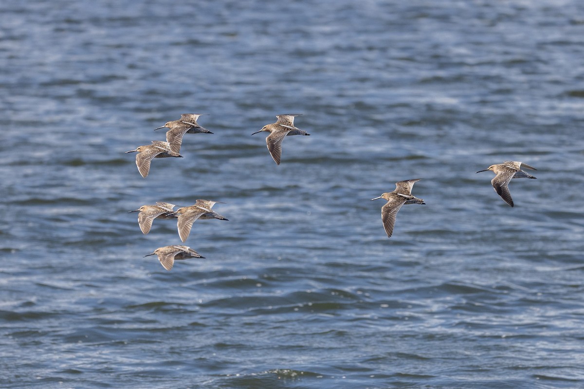 Short-billed Dowitcher - Greg Bodker