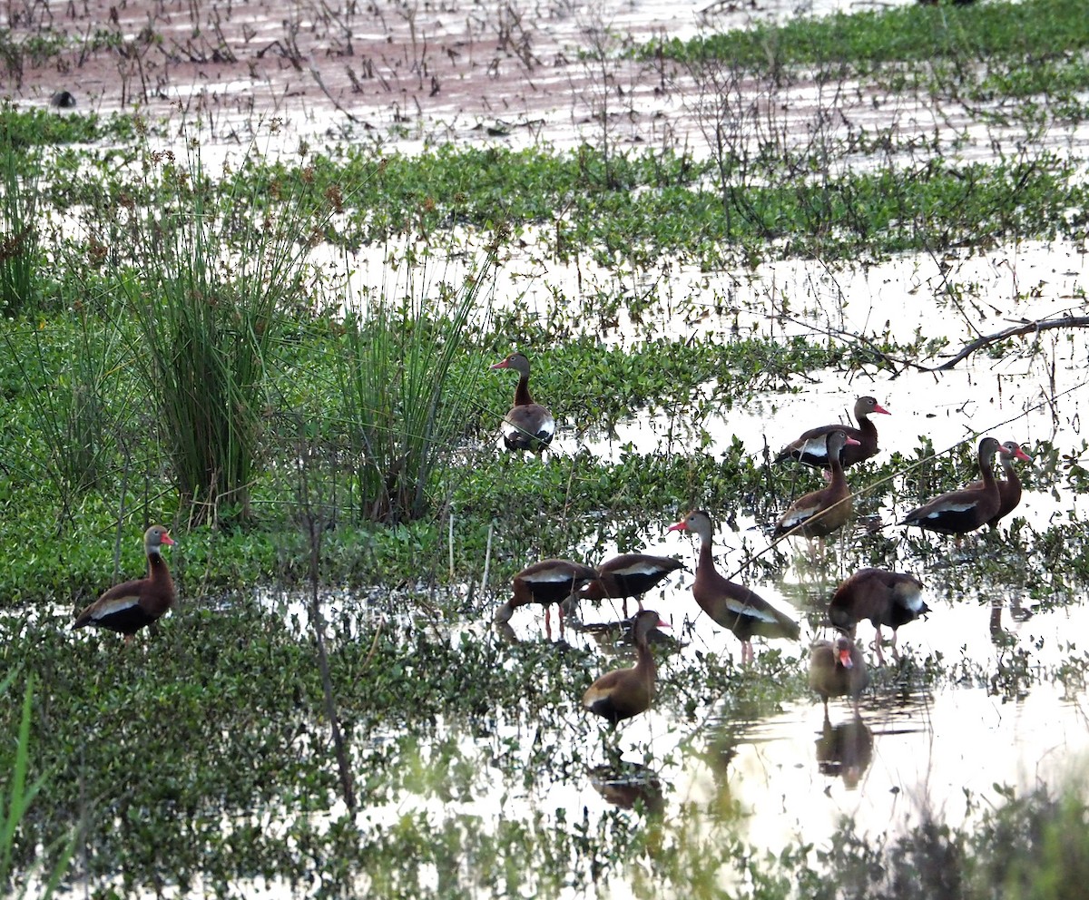 Black-bellied Whistling-Duck - ML618854380