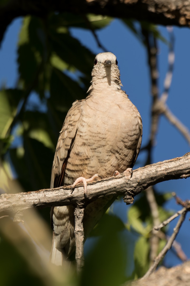 Inca Dove - Lori Buhlman