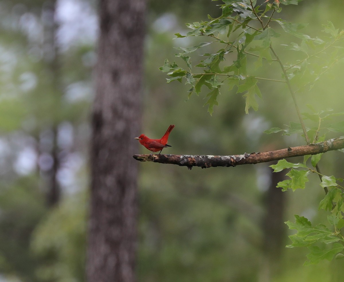 Summer Tanager - Laurel Barnhill