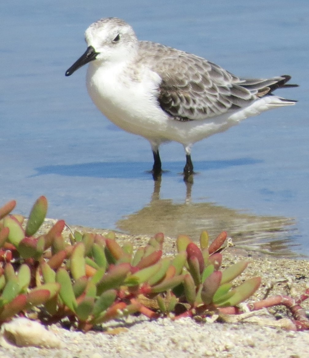 Bécasseau sanderling - ML618854390