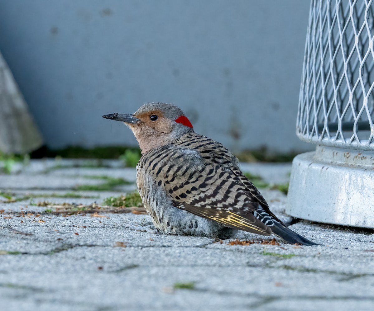Northern Flicker - ML618854393