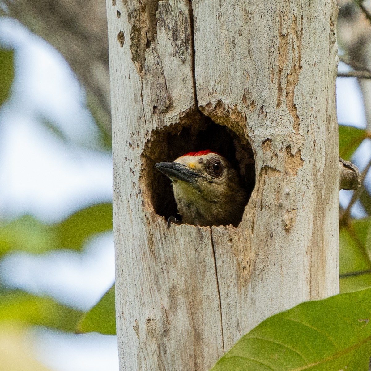 Red-crowned Woodpecker - ML618854396