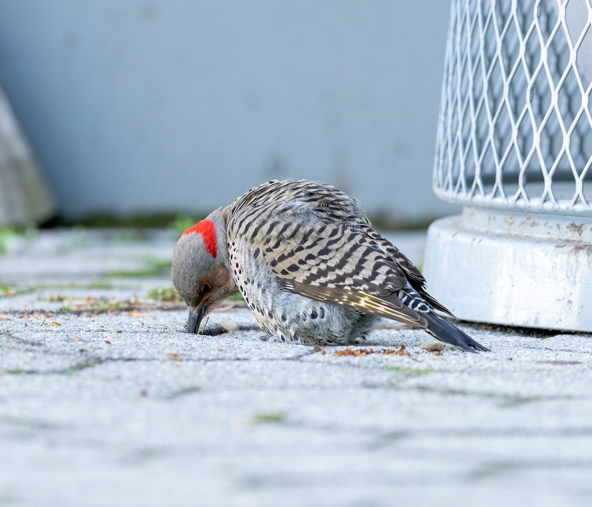 Northern Flicker - ML618854400