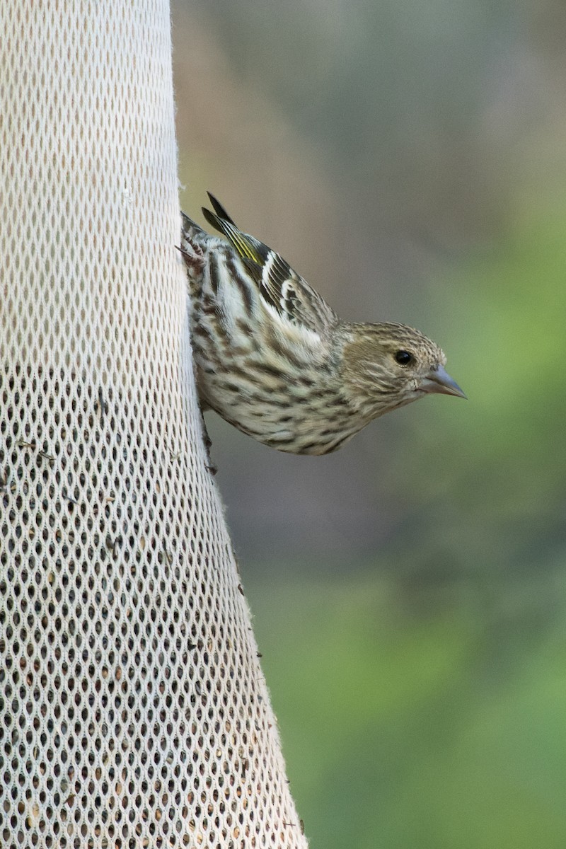 Pine Siskin - Lori Buhlman