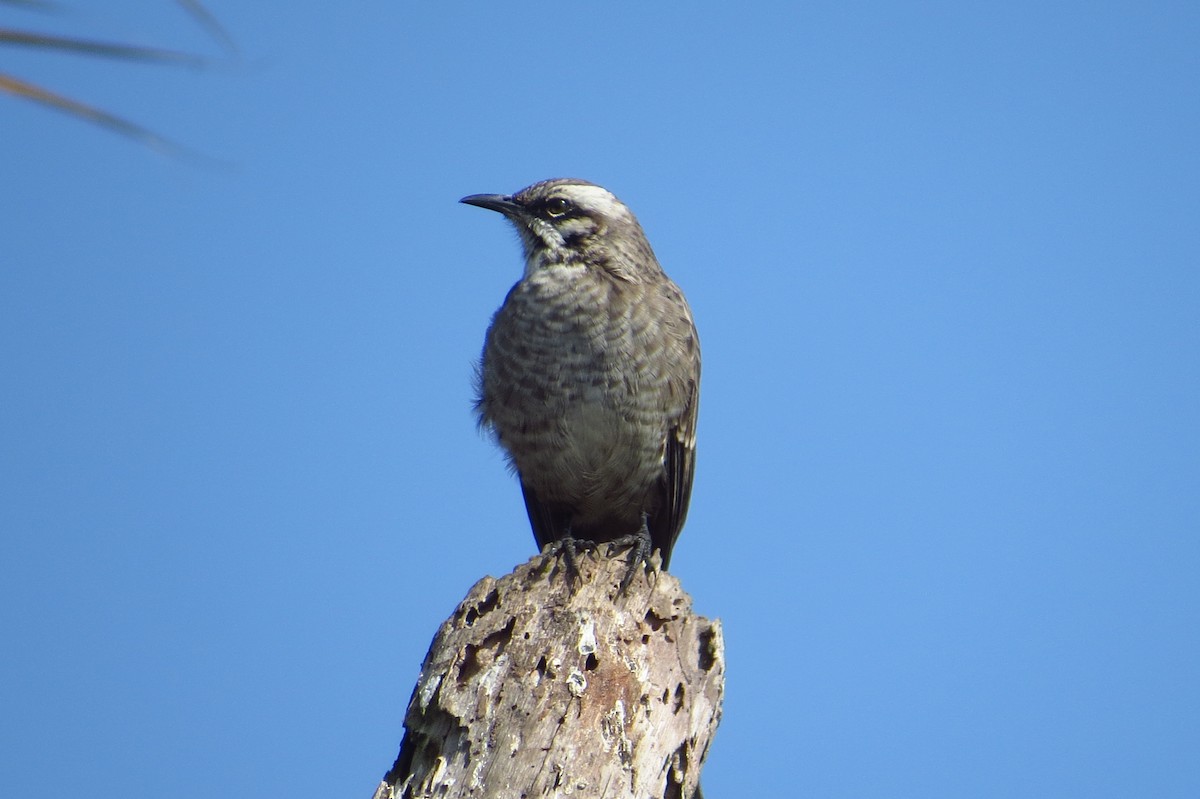 Long-tailed Mockingbird - Gary Prescott