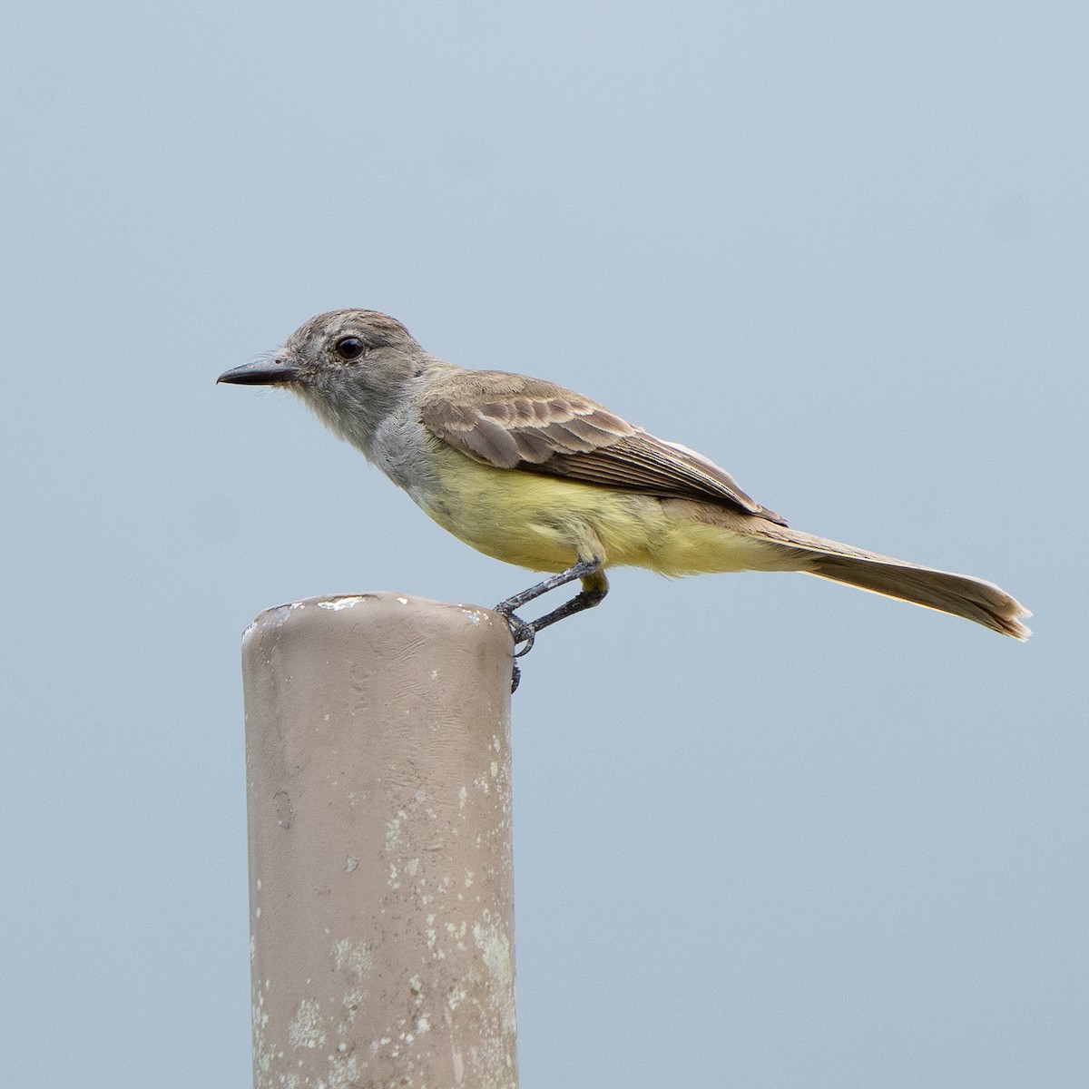 Panama Flycatcher - Anthony Batista