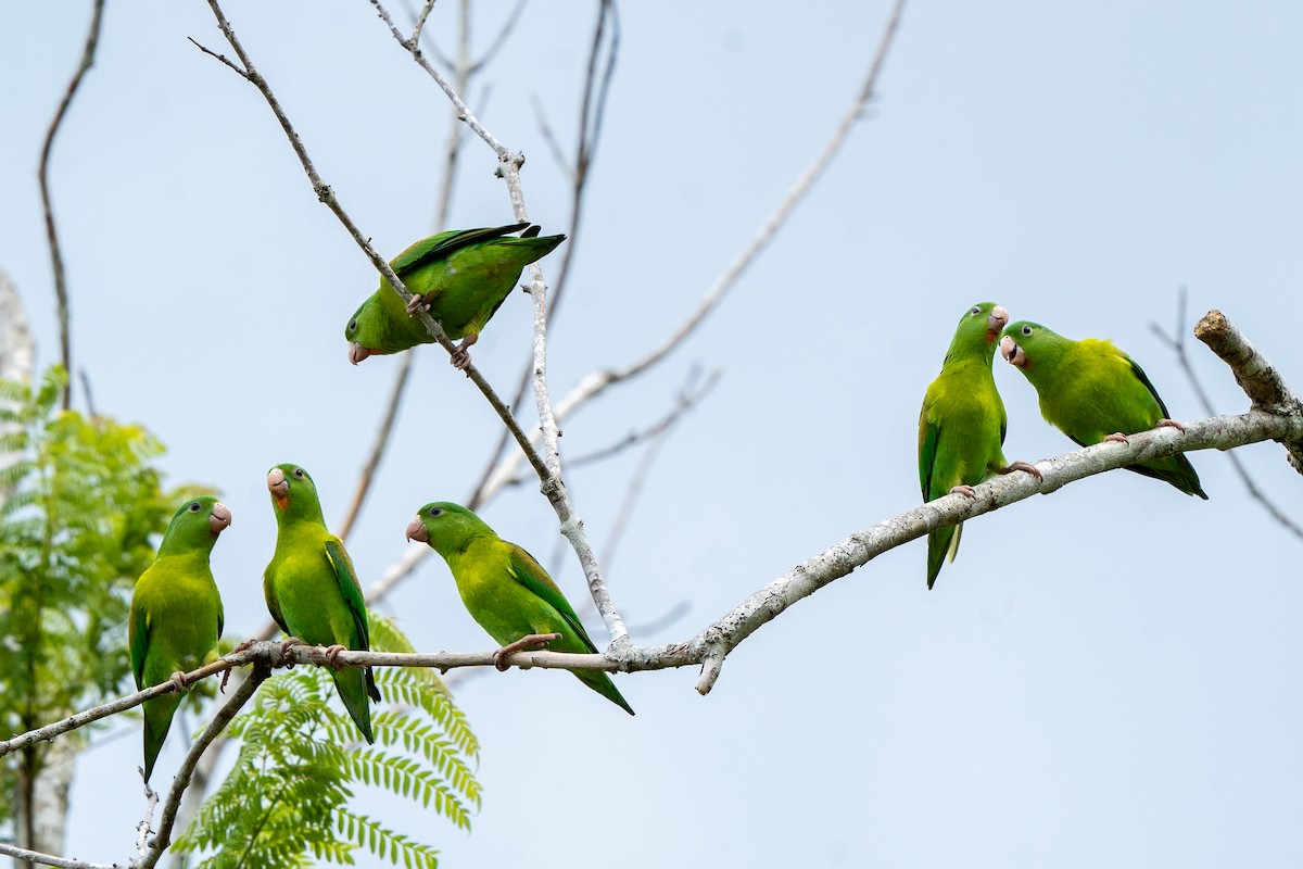 Orange-chinned Parakeet - ML618854416