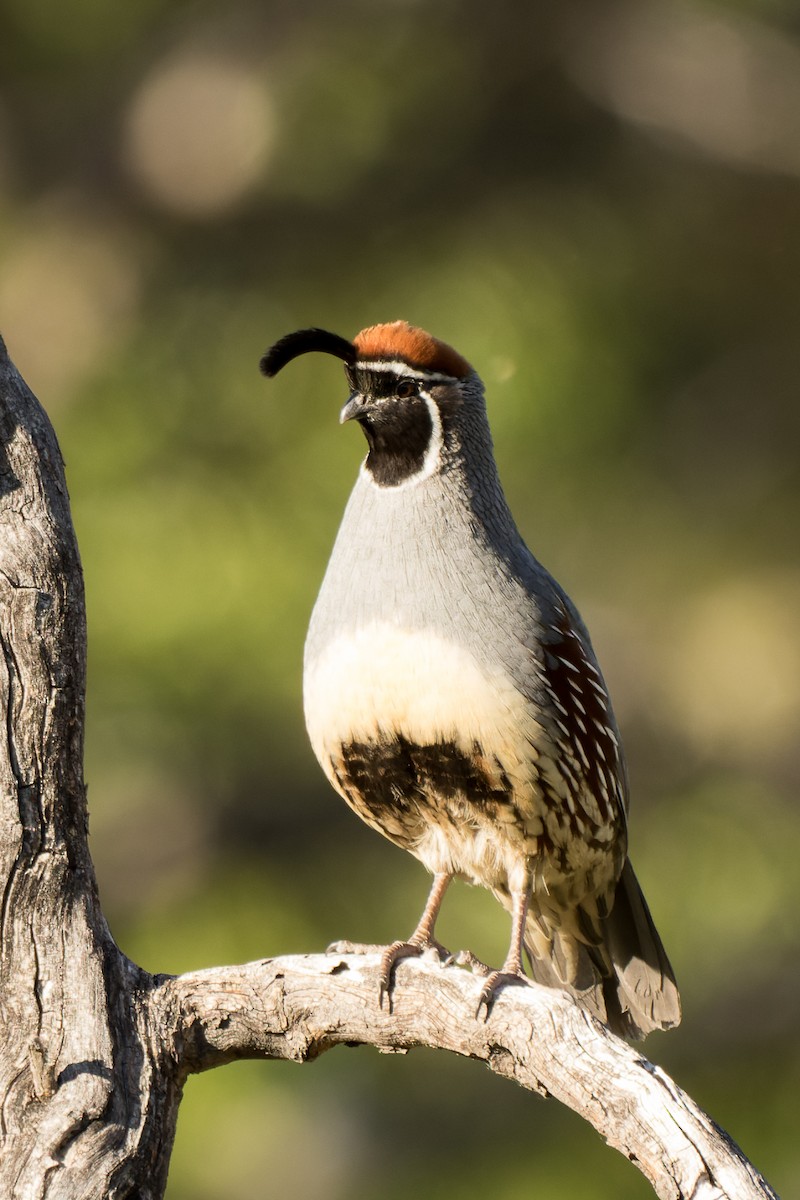 Gambel's Quail - Lori Buhlman