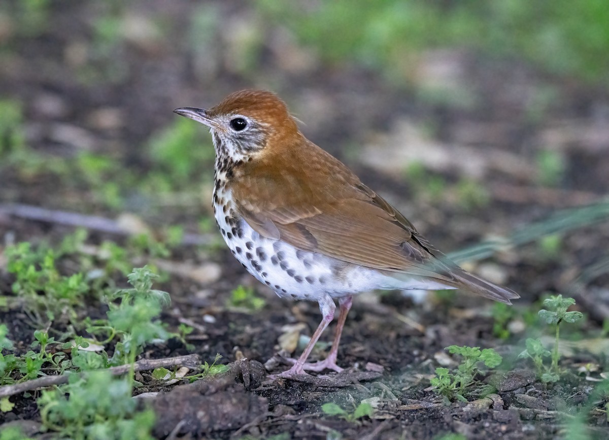 Wood Thrush - ML618854430