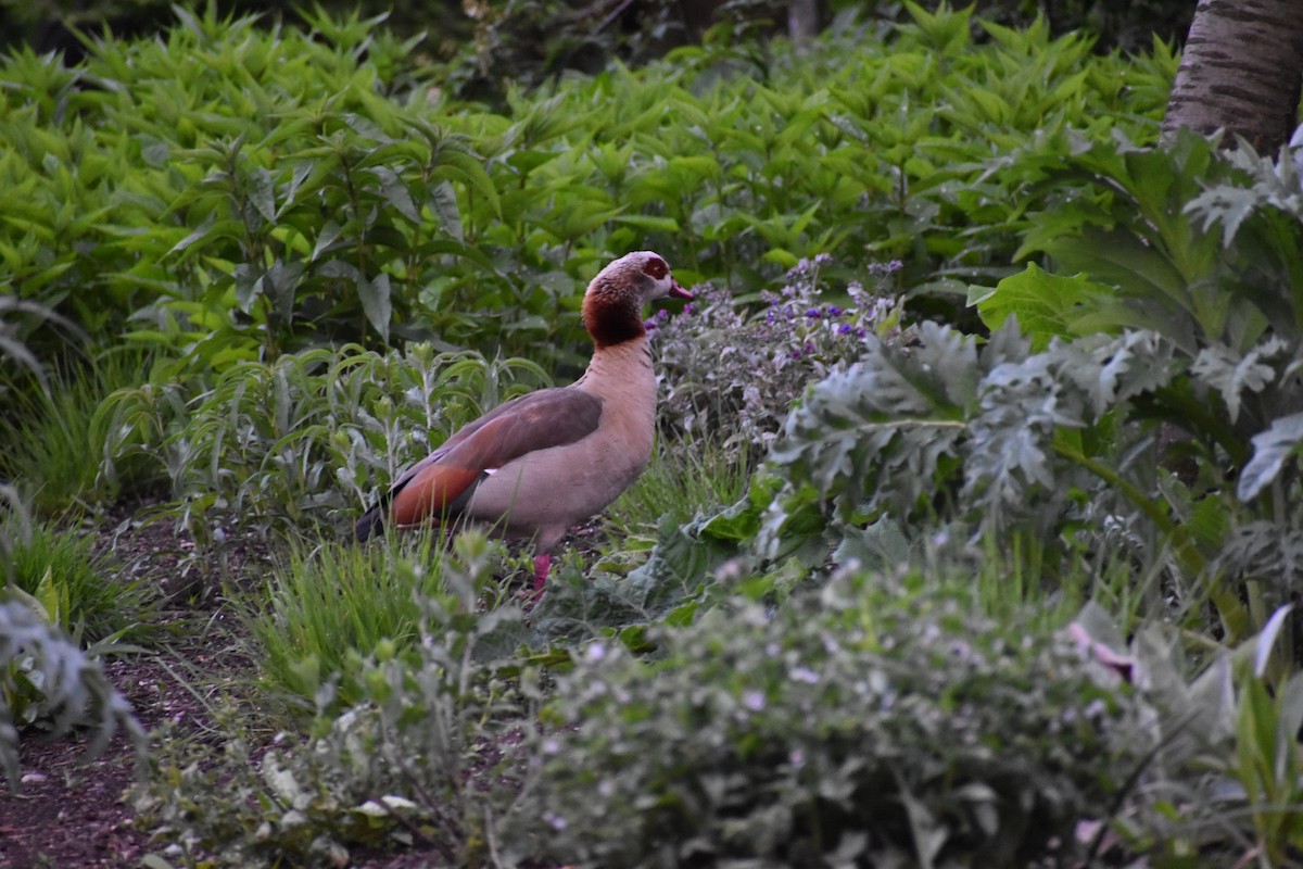 Egyptian Goose - Gaspar Horvath