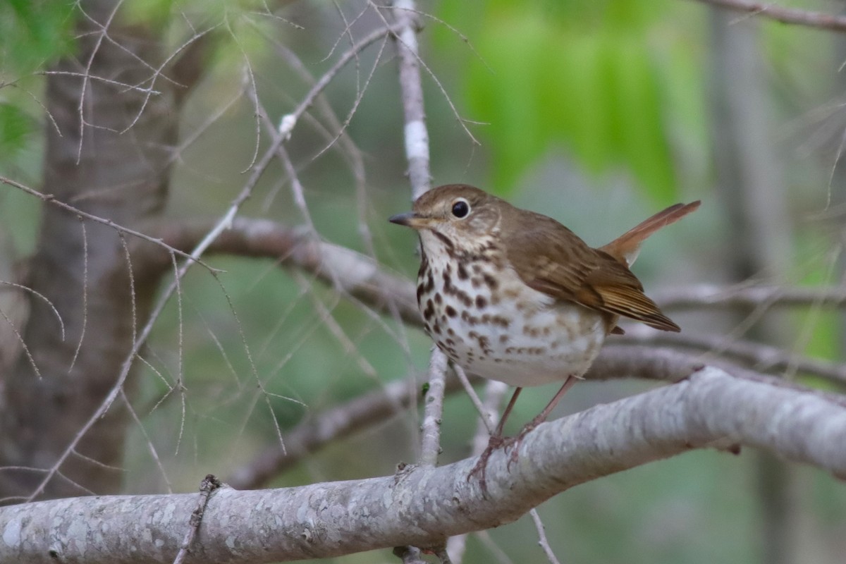 Hermit Thrush - Margaret Viens