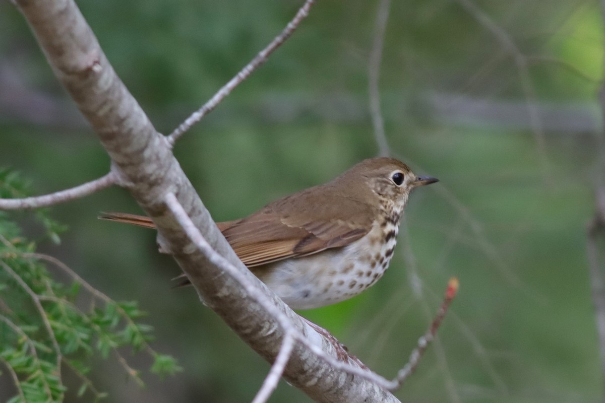 Hermit Thrush - Margaret Viens