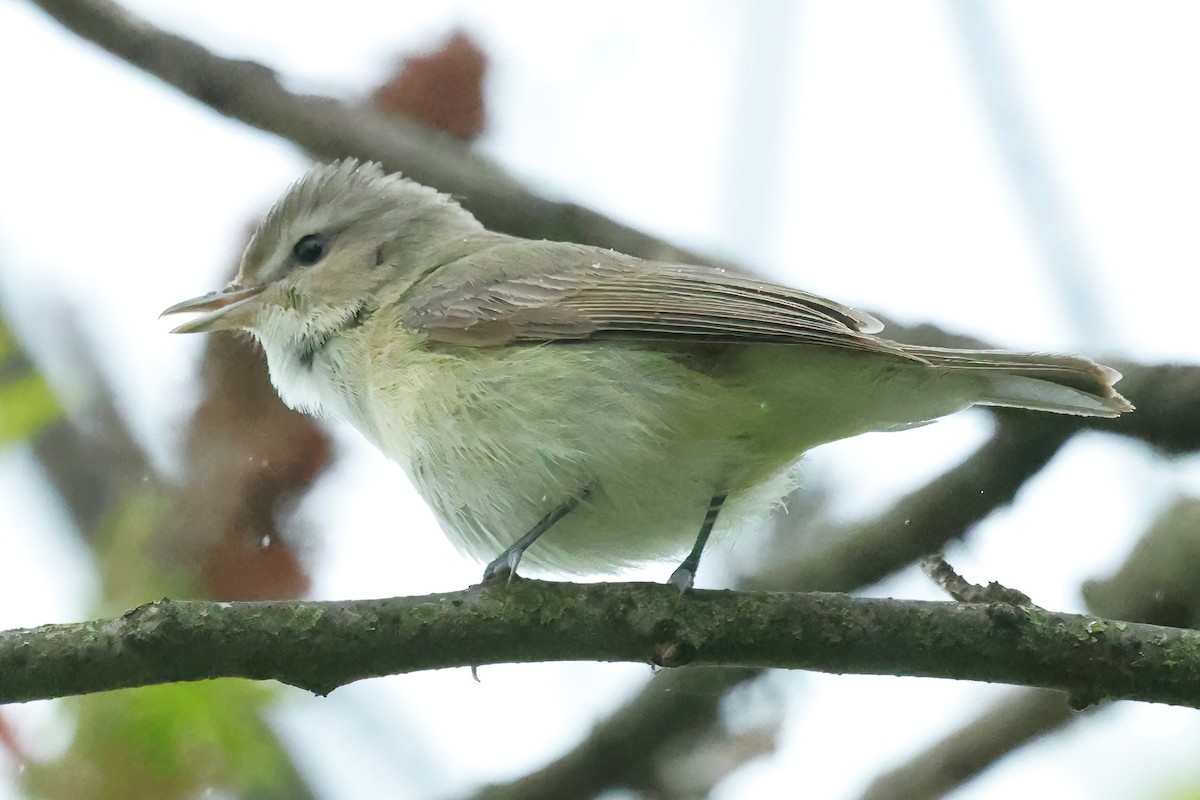 Warbling Vireo - David Wilson