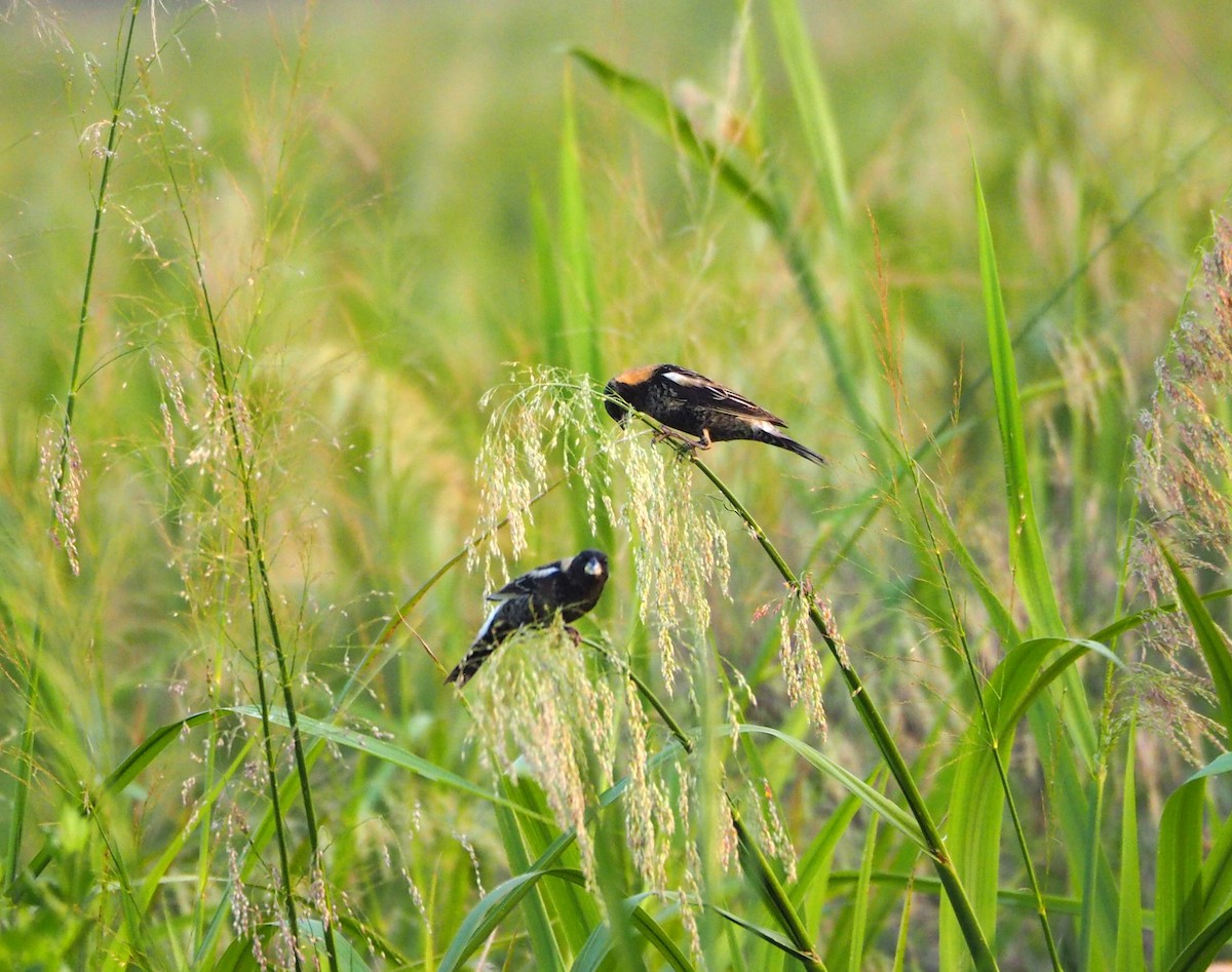 bobolink americký - ML618854448