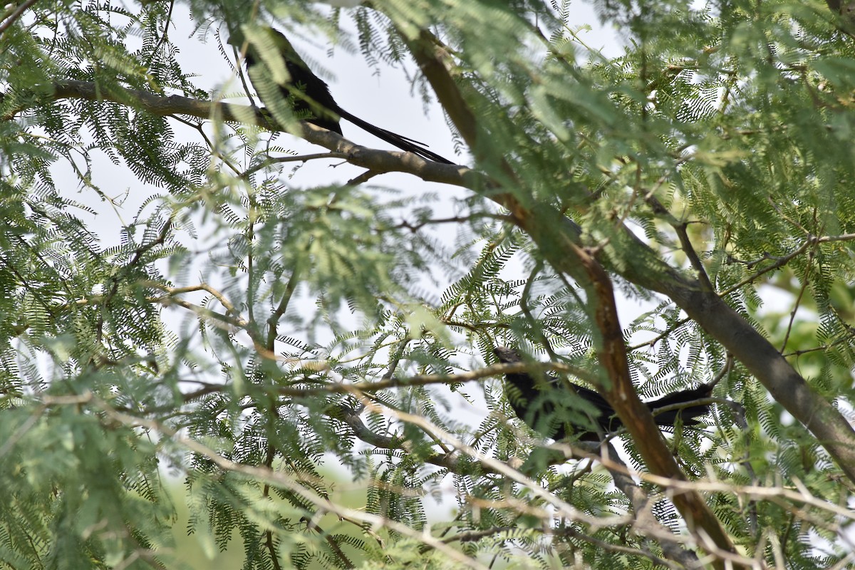 Groove-billed Ani - Maria G. Price