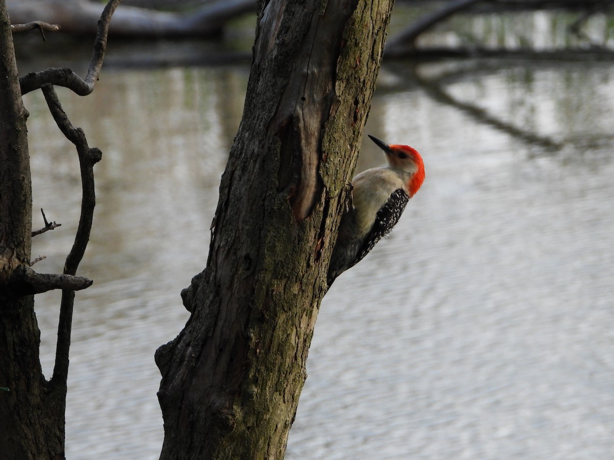 Red-bellied Woodpecker - ML618854460