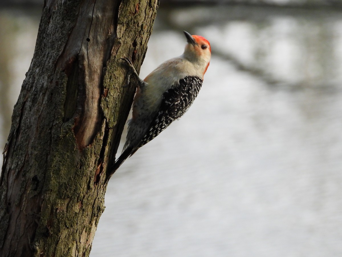 Red-bellied Woodpecker - ML618854461