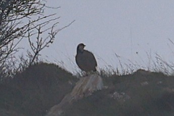 Rock Partridge - ML618854463