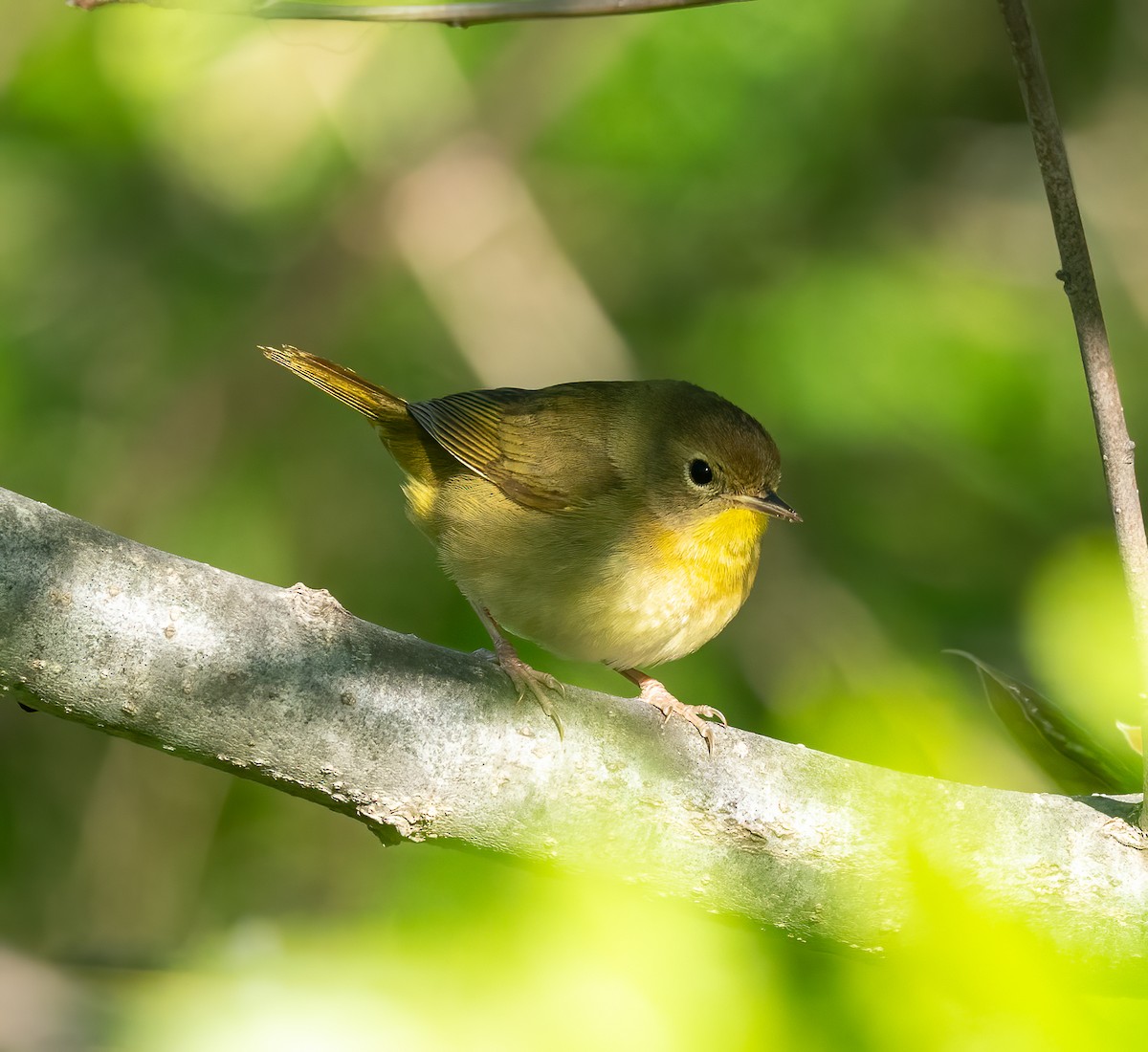 Common Yellowthroat - ML618854465