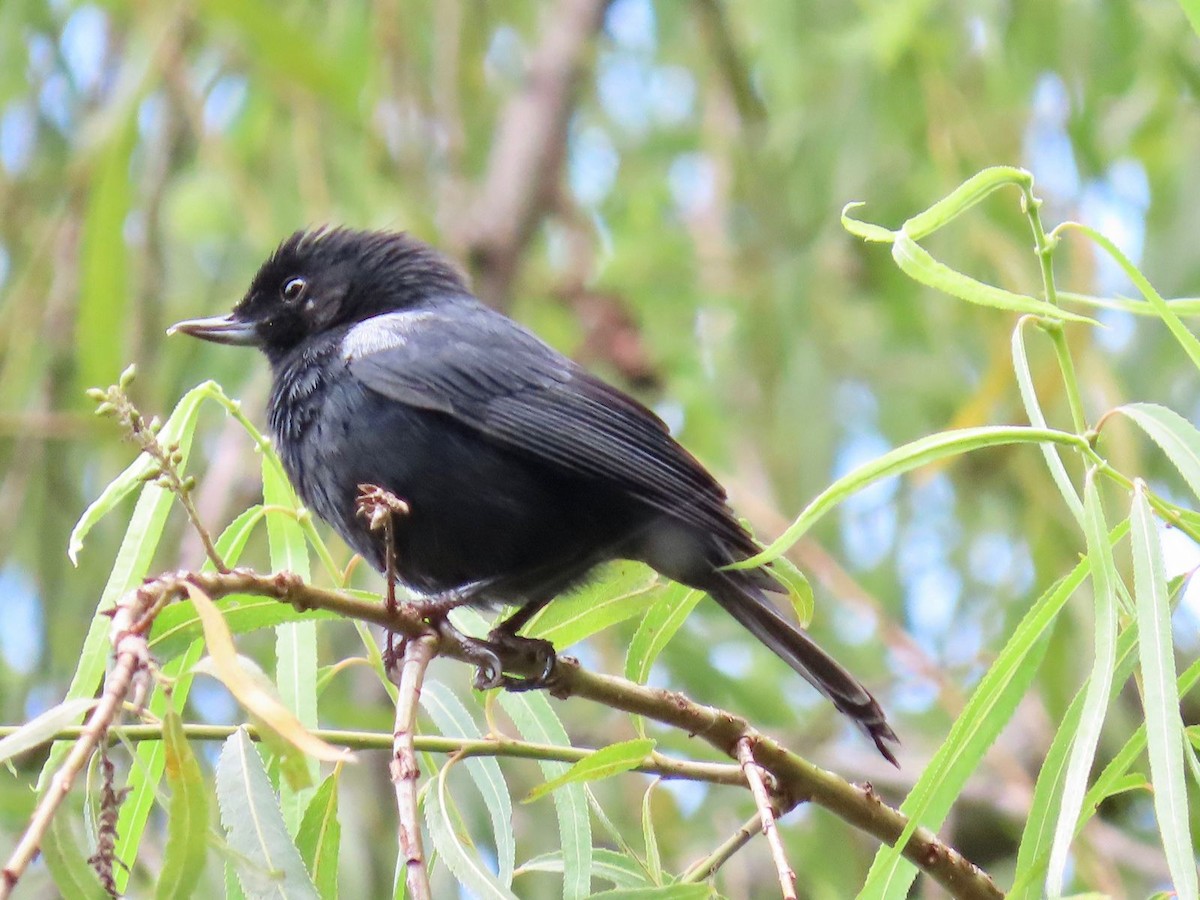 Black Flowerpiercer - Estefanía Guzmán