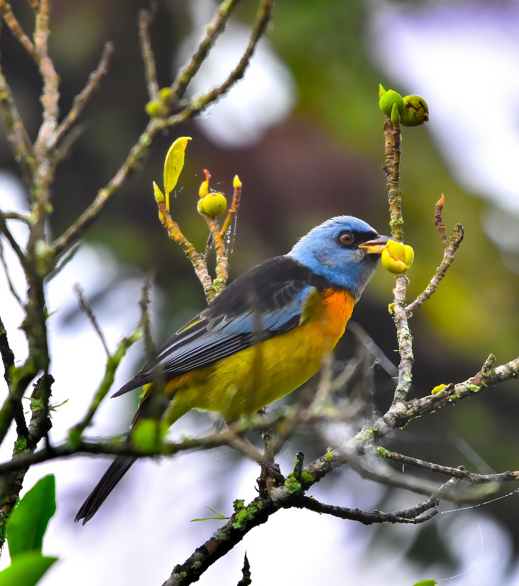 Blue-and-yellow Tanager - Luiz Wittmann