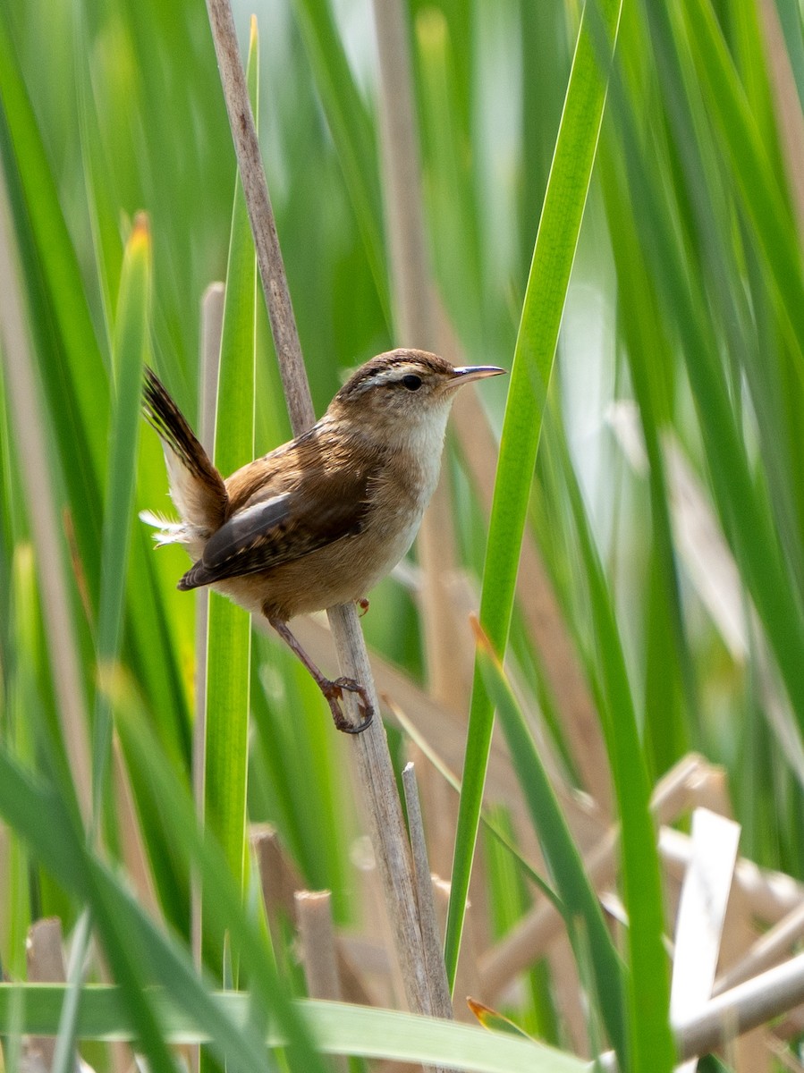 Marsh Wren - Ben Nieman