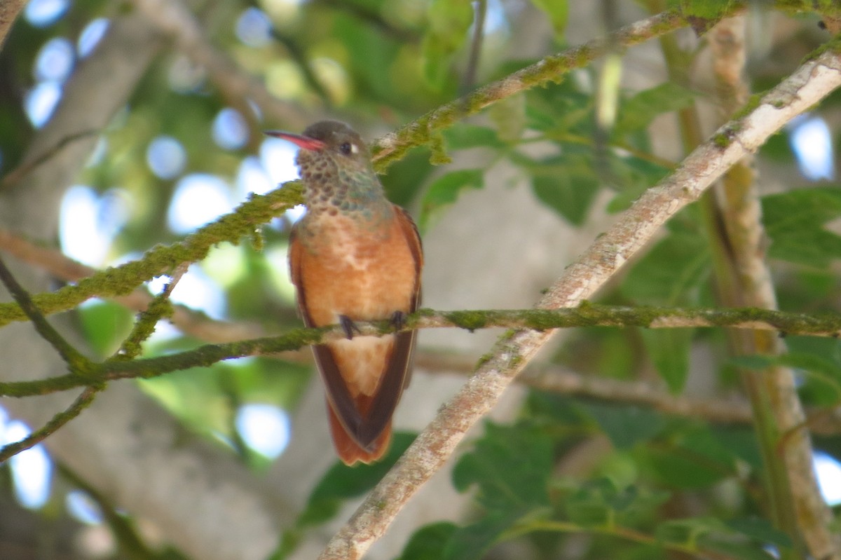 Amazilia Hummingbird - ML618854512