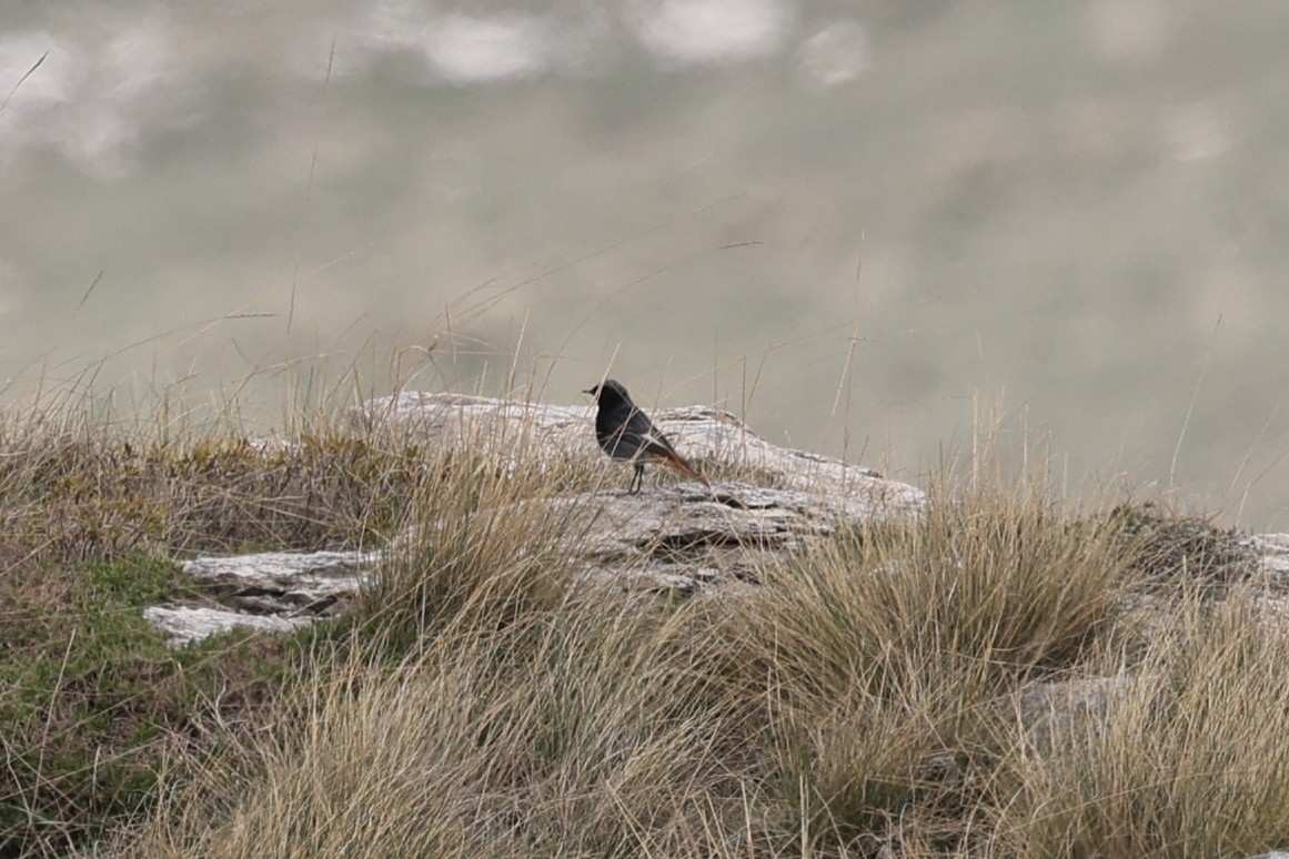 Black Redstart - Ian Thompson