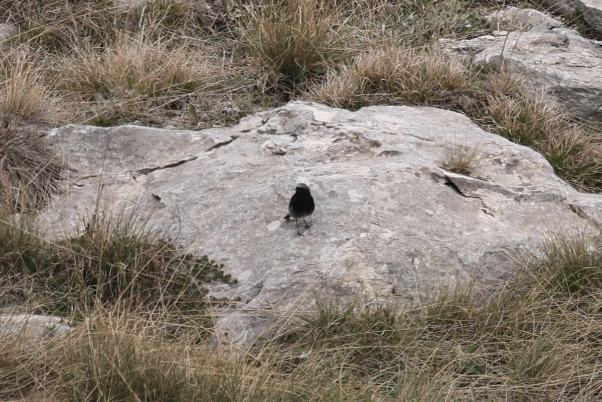 Black Redstart - ML618854522