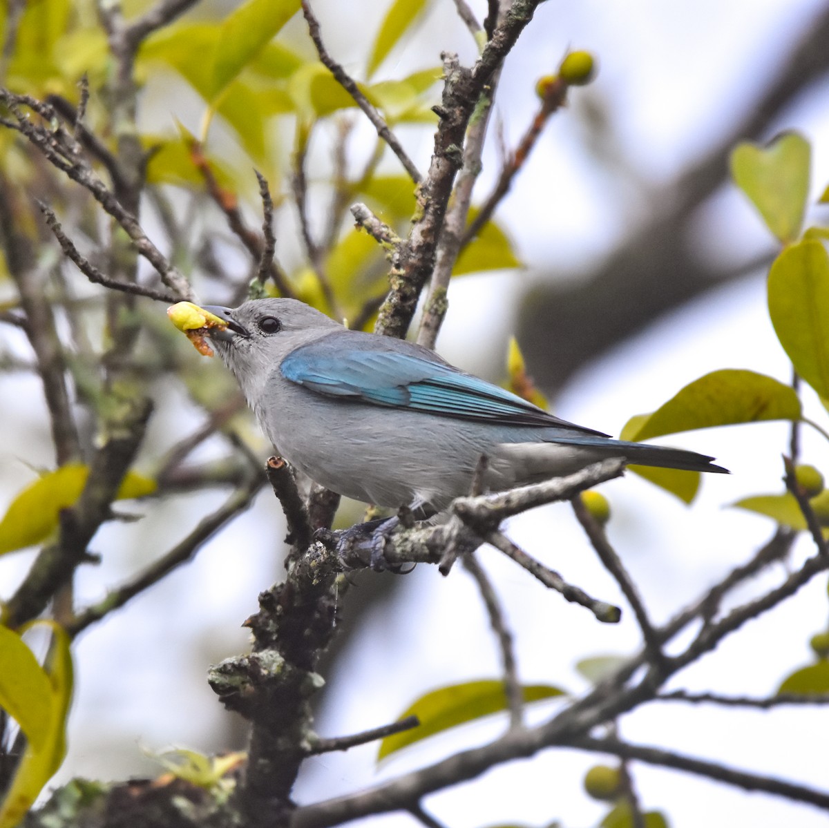 Sayaca Tanager - Luiz Wittmann