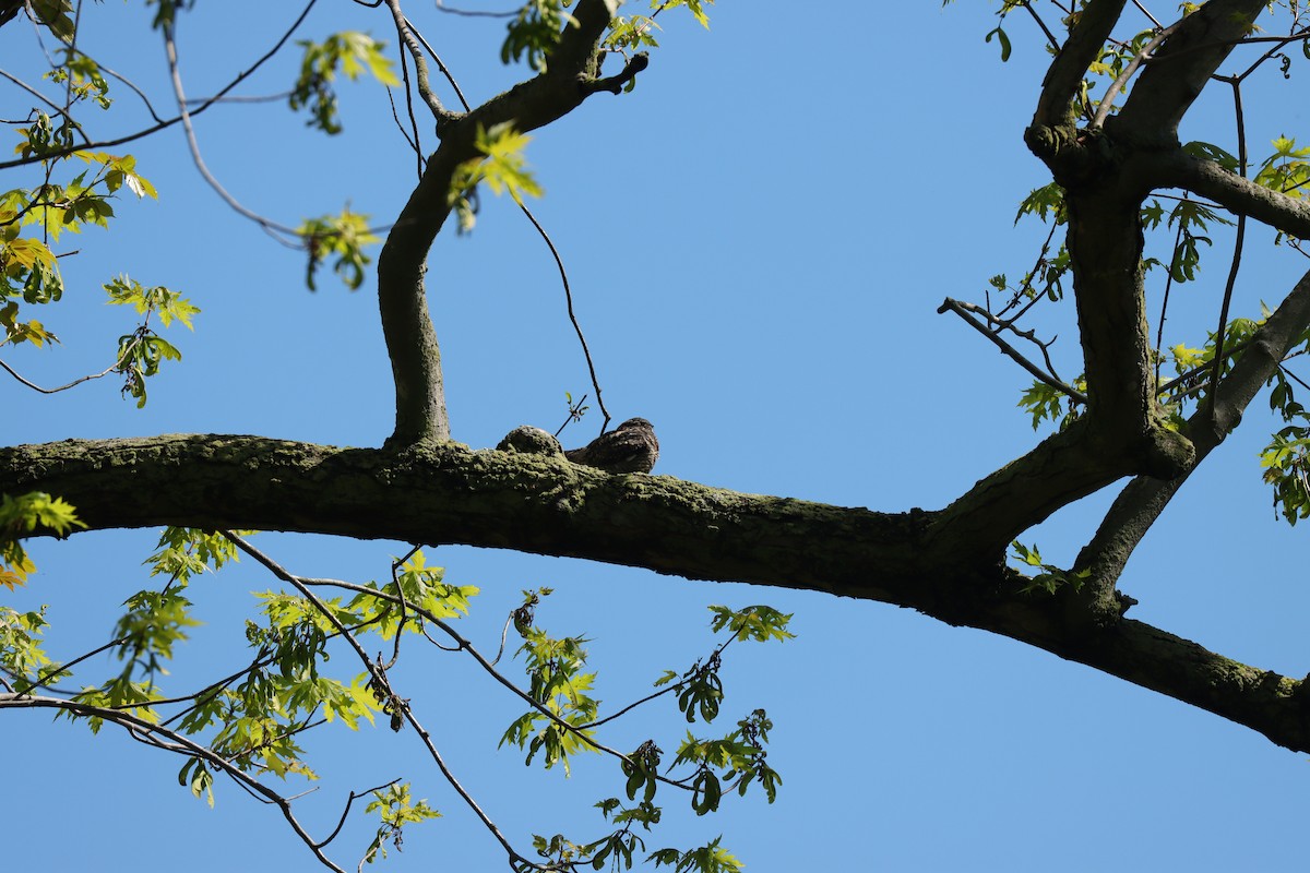 Common Nighthawk - Fred Grenier